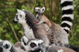 Modern latin mammalia, coined 1758 by linnaeus for the class of mammals, from neuter plural of late latin mammalis (of the breast), from latin mamma (breast), perhaps cognate with mamma (mother). What Was It Like When Mammals Evolved And Rose To Prominence