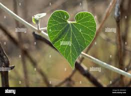 Image result for Pergularia