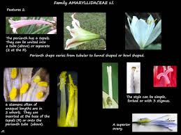 Image result for Amaryllidaceae