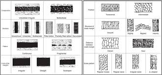 Pdf Morphological Hair Identification Key Of Common Mammals In Turkey Semantic Scholar