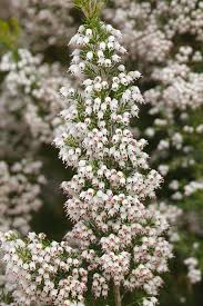 Image result for Erica arborea