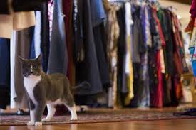 According to the most recent data from the appa national pet owners survey, 67% of. Cat Adoption Team Sherwood Cat Rescue Cat Adoption Center