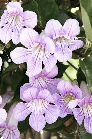 Image result for Bignonia callistegioides