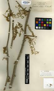 Image result for Dioscorea cochleari-apiculata