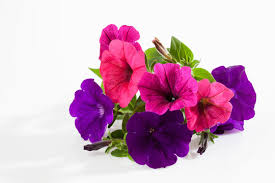 Image result for foto petúnie