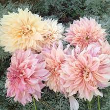 Pin On Dahlias