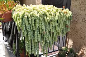 Baby burro's tail, baby donkey's tail. Sedum Morganianum Donkey Tail Plantmaster