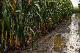 How rain impacted South Dakota corn, soybean farmers amid drought