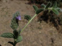 Image result for Nelsonia canescens