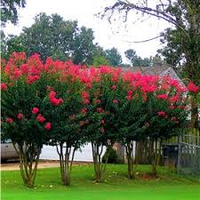 We like to plant them to create a privacy screen or let them shine in a yard as a colorful specimen. Pin On Buy Plants