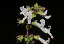 Image result for Orthosiphon schimperi