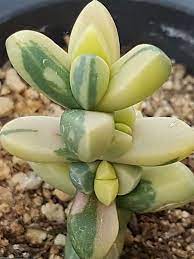 Corpuscularia Lehmannii F Variegata Ice Plant World Of Succulents Plants Planting Succulents Succulents