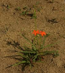 Image result for Tricliceras longepedunculatum