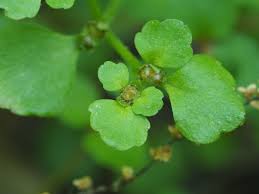 Image result for Chrysosplenium americanum