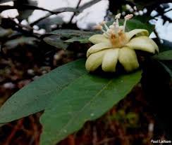 Image result for Paropsia brazzeana