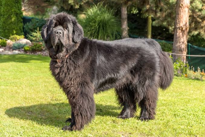 Newfoundland 