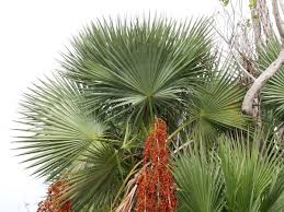 Image result for Acoelorrhaphe wrightii