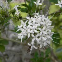 Image result for Pavetta revoluta