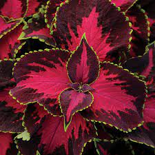 Perennials, annuals, herbs, vines, and vegetables deer avoid. Chocolate Covered Cherry Coleus Seeds Park Seed