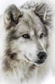 Wolf Photograph Wolf Dog By Athena Mckinzie Wolf Dog Wolf Photography Wolf Face