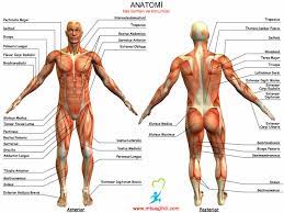 karin kaslari isimleri karin kasi egzersizleri karin kaslari egzersiz