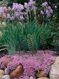 Check spelling or type a new query. 15 Walkable Groundcovers Perfect For Garden Paths Best Plants For Rock Gardens Rock Garden Plants Rock Garden