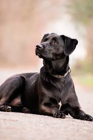 They provide a great pet waste removal service at great prices serving multiple areas. Macomb County Michigan Dog Poop Removal Michigan Pet Waste Removal