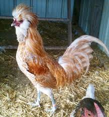 The photo above depicts a buff laced frizzle polish rooster with some fabulous frizzling. Buff Laced Polish Buff Laced Polish Standard