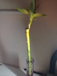 Many factors trigger yellow leaves and stalk. Help With Yellowing Lucky Bamboo Growing Spring Leaves Plant Garden Trees Grass Lawn Flowers Irrigation Landscaping City Data Forum