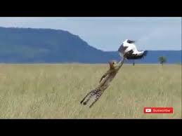 Right now there are none that go directly. Serangan Yg Paling Menakjubkan Dari Macan Tutul Vs Burung Elang Youtube