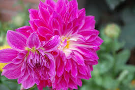 The state or period in which a plant's flowers have developed and opened. Flowers Flowers Everywhere Indian Flower Names Beautiful Flowers Pictures Flowers