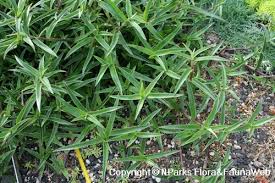 Image result for Cyanotis