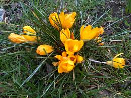 Image result for Pycreus chrysanthus