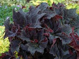Begonia Black Mamba Is A Medium Sized Begonia With Very Large Star Shaped Almost Black Leaves Begonia Plantopedia Begonia Black Mamba Plants Begonia