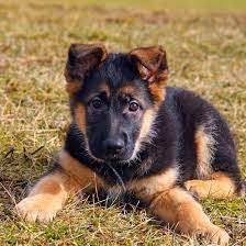 Meet the german shepherd (gsd). 1 German Shepherd Puppies For Sale By Uptown Puppies