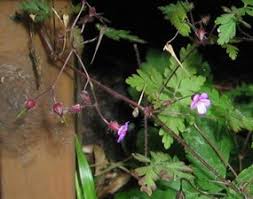 Elsewhere in the temperate zone, including the americas, herb robert is an introduced but now naturalised species, and in some places this plant is now considered to be a noxious invasive weed. Herb Robert Olympic National Park U S National Park Service