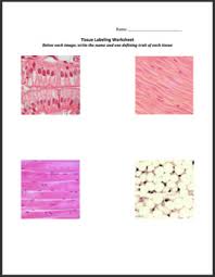 Worksheets are fourth grade human biology, the 4 basic tissue types in the human body, work on tissue types, fifth grade human biology, , introduction to anatomy and physiology tissues and, animaltissues, session 4 plant tissues. Tissue Labeling Worksheet By Rachel S Science Resources Tpt