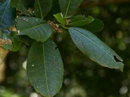 Image result for Xymalos monospora