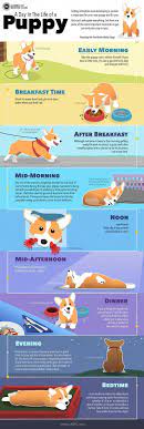 David woo ©american kennel club. Why Developing A Daily Schedule For Your New Puppy Is The Key To Success Puppy Schedule New Puppy Puppy Training
