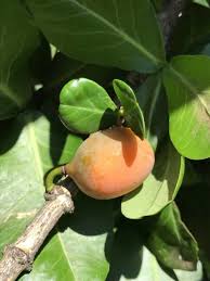 Image result for Garcinia livingstonei