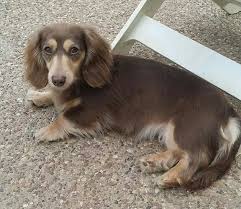 Willow Chocolate And Cream Longhaired Dachshund Dachshund Puppy Miniature Dachshund Lovers Dachshund Puppy Long Haired