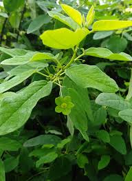 Image result for Rhynchosia divaricata