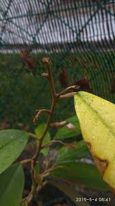 Cara merawat pohon durian yang sedang berbunga. D Nims Duriotourism Anak Pokok Durian Diserang Kanser Akar