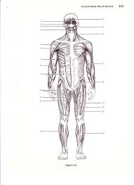 Muscle diagrams are a great way to get an overview of all of the muscles within a body region. Muscle Diagrams To Label Localprivate Muscles Muscular System Muscle Diagram Muscular System Labeled