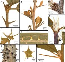 Image result for Sclerocroton