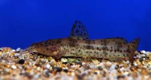 Image result for Macrotyloma ellipticum