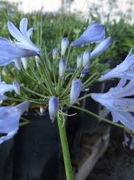 Image result for Agapanthus africanus
