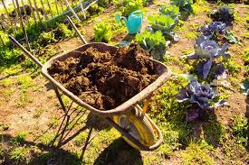 Check spelling or type a new query. Cucumber Fertilizer Top Tips To Feed Them Right
