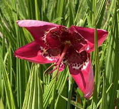 10 plants & flowers to beautify your garden this spring. Judith Queree S Garden Posts Facebook