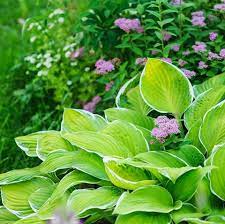 It blooms from summer to frost, so it'll brighten up your garden for weeks on end. 20 Best Perennial Flowers Easy Perennial Plants To Grow